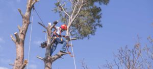 Man Pruning Tree
