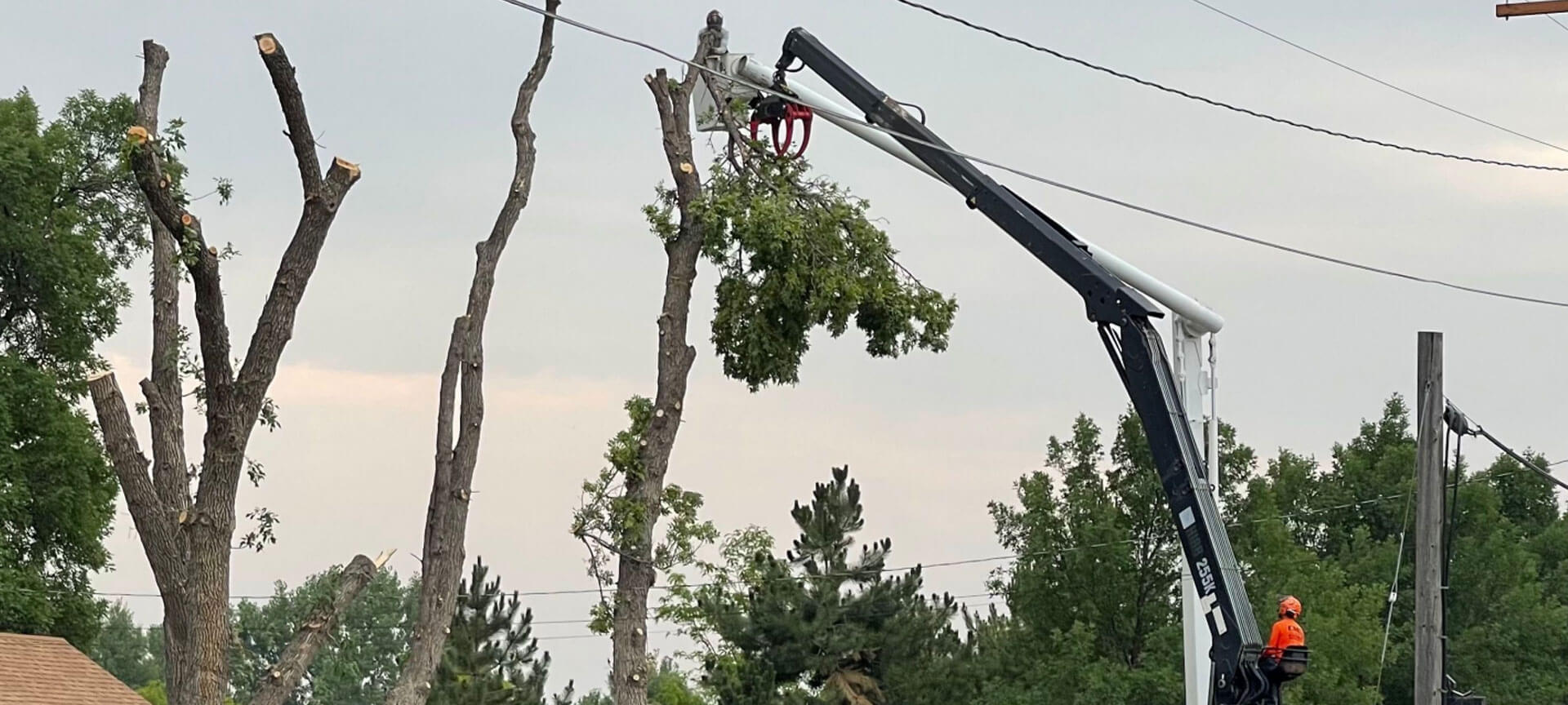 Tree Removal