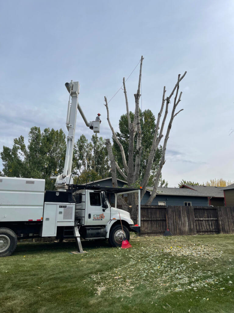 A man high up surveying a tree scene