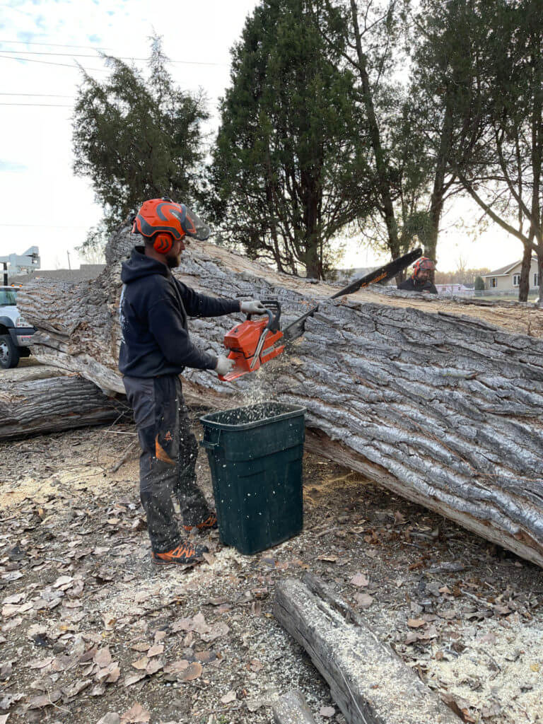 A man using a chainsaw to make a tree more easily removable