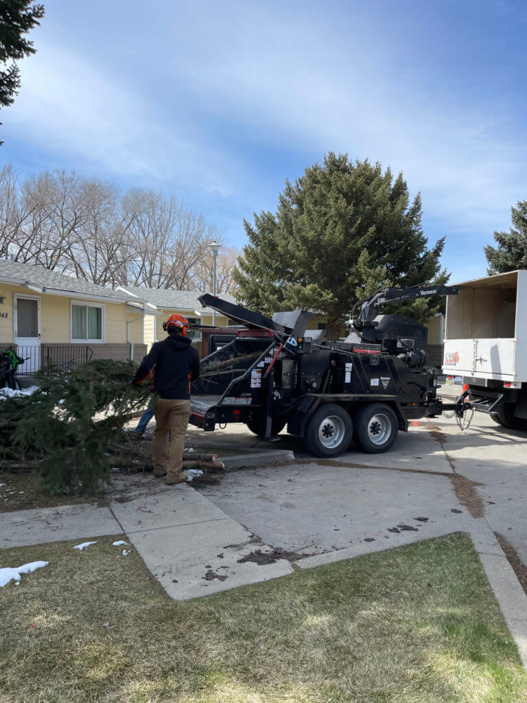 Throwing remains of a tree into a mulcher