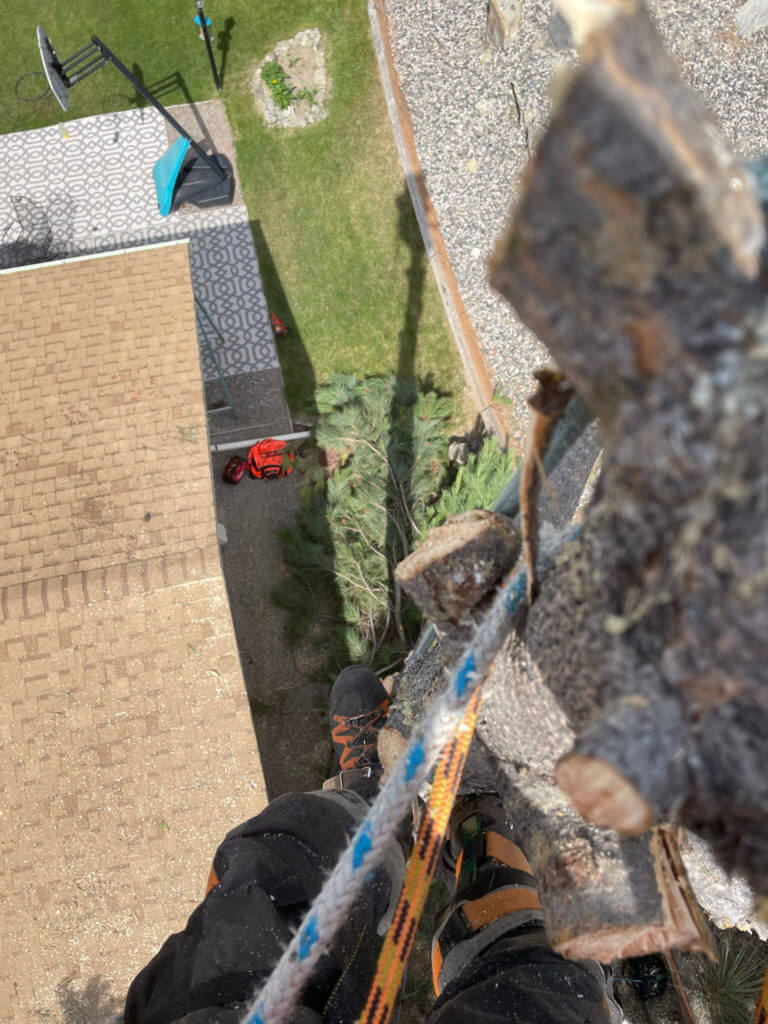 Staring down at the trees below