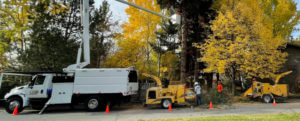 Disposing of the remains of a downed tree
